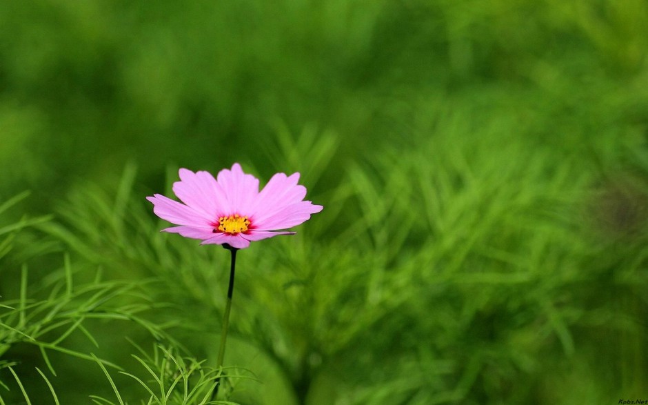 大波斯菊风中摇曳唯美风景壁纸