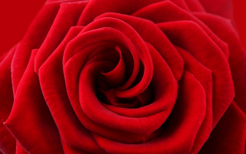情人节玫瑰好看的电脑桌面壁纸