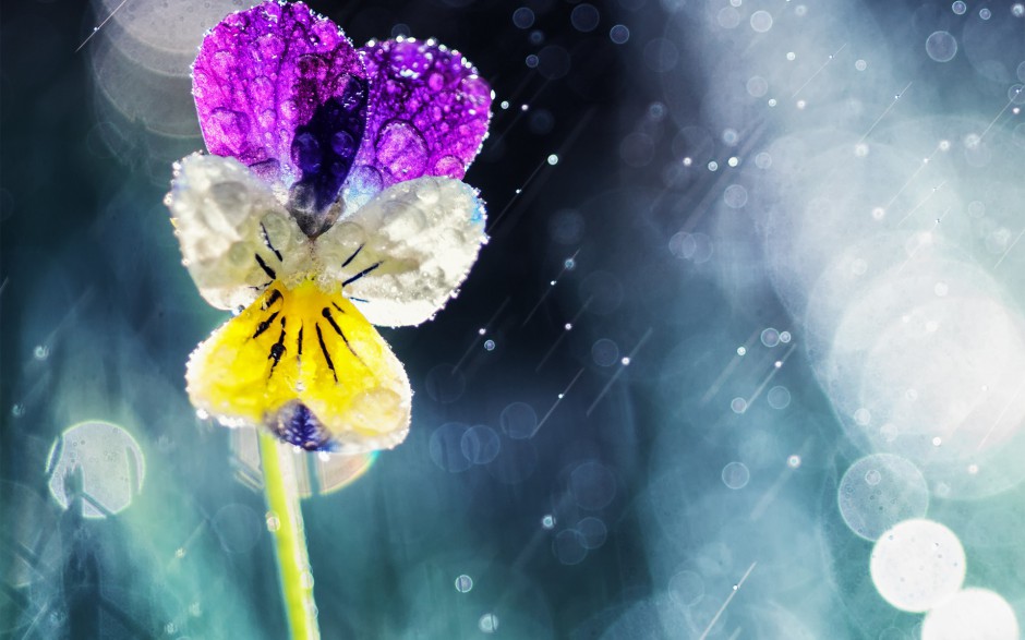 雨中浪漫唯美鲜花梦幻美景