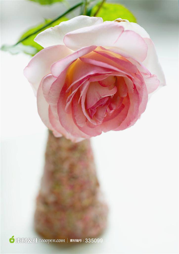 花瓶里的一枝粉玫瑰摄影图片