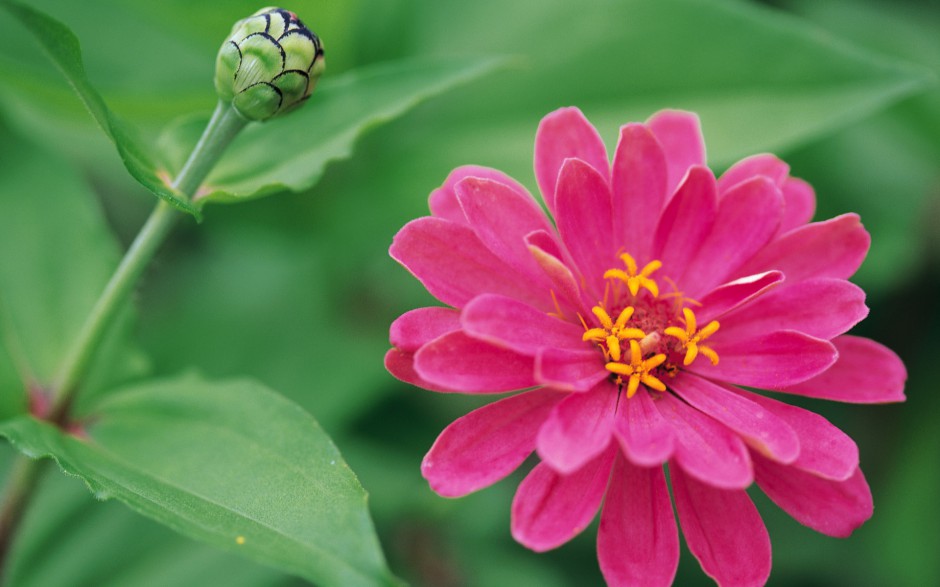 百花争艳美丽动人鲜花经典壁纸