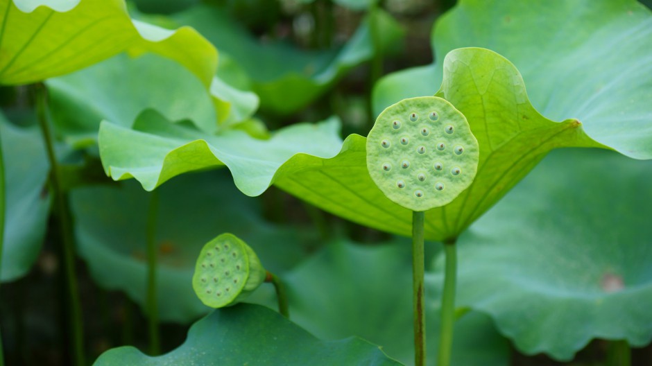 夏日荷花池浪漫风景高清大图