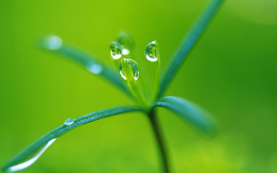 绿叶娇嫩欲滴水珠自然风景浪漫风格壁纸