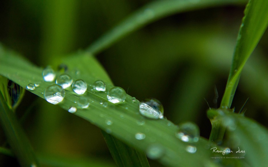 春日浪漫雨后清新水滴唯美壁纸推荐