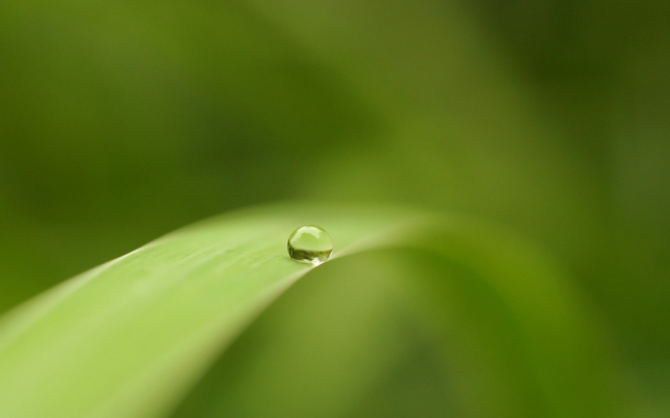 绿叶娇嫩欲滴水珠自然风景浪漫风格壁纸