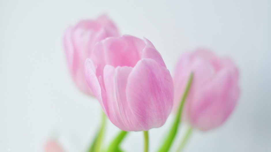 大自然浪漫花卉风景唯美壁纸