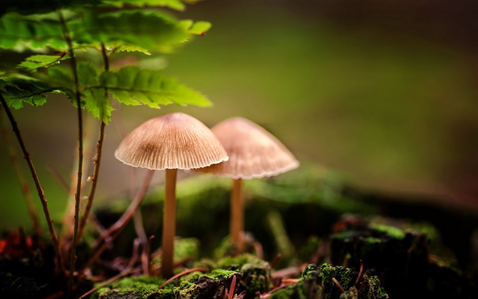 雨后唯美森林小蘑菇梦幻美景图片