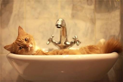 最萌小猫咪图片可爱动物素材分享