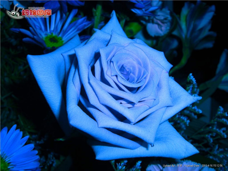 蓝玫瑰花图片唯美鲜花图片素材