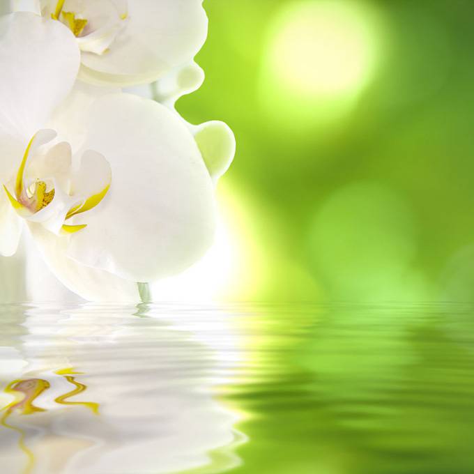 白色兰花精美背景素材图片