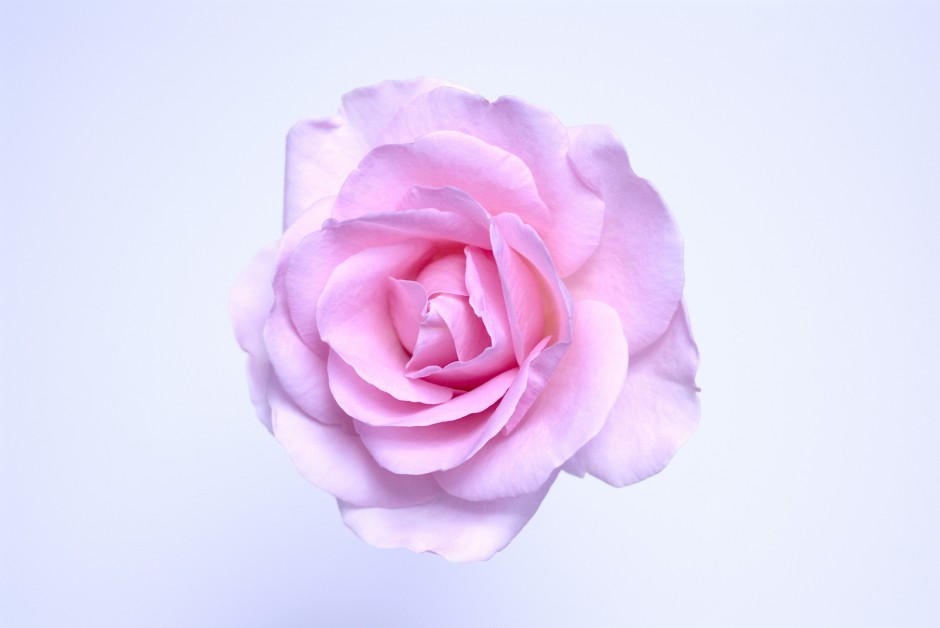 清新粉色玫瑰浪漫自然风景写真