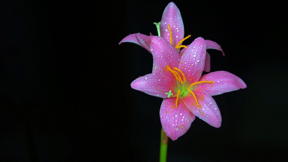 花卉百合花桌面壁纸 高清