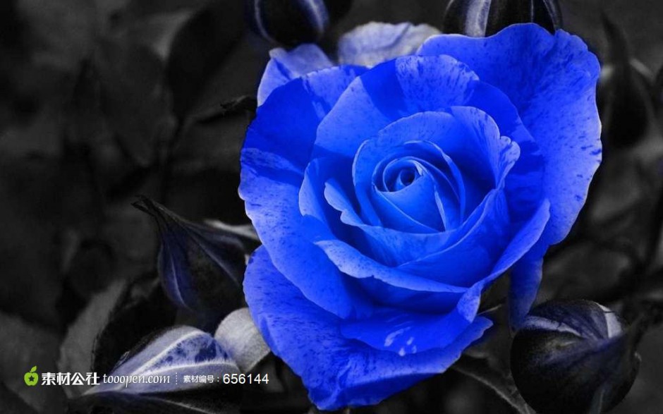 一枝蓝色玫瑰花摄影图片