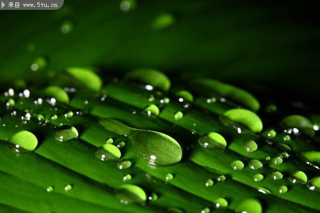 绿色春雨植物图片特写