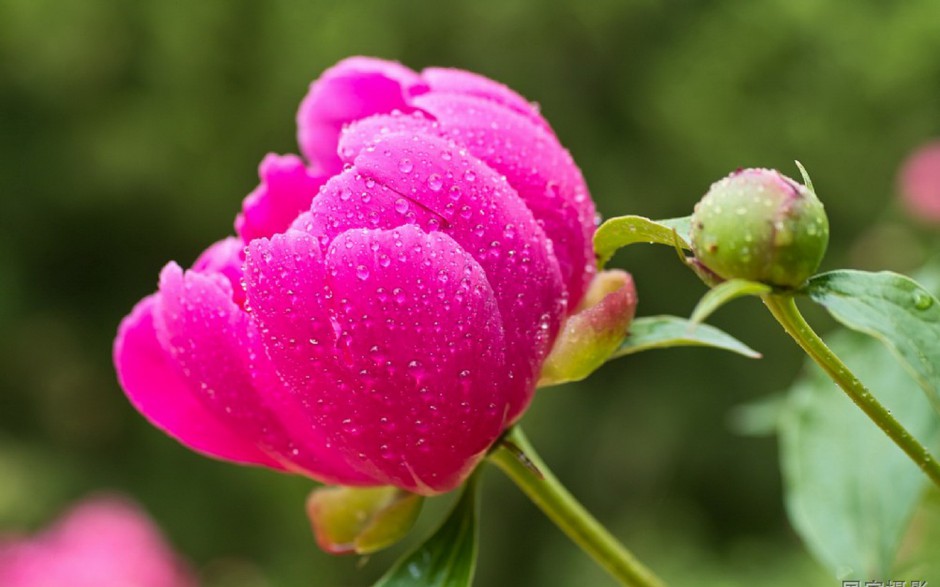 娇艳欲滴雨后芍药花图片壁纸