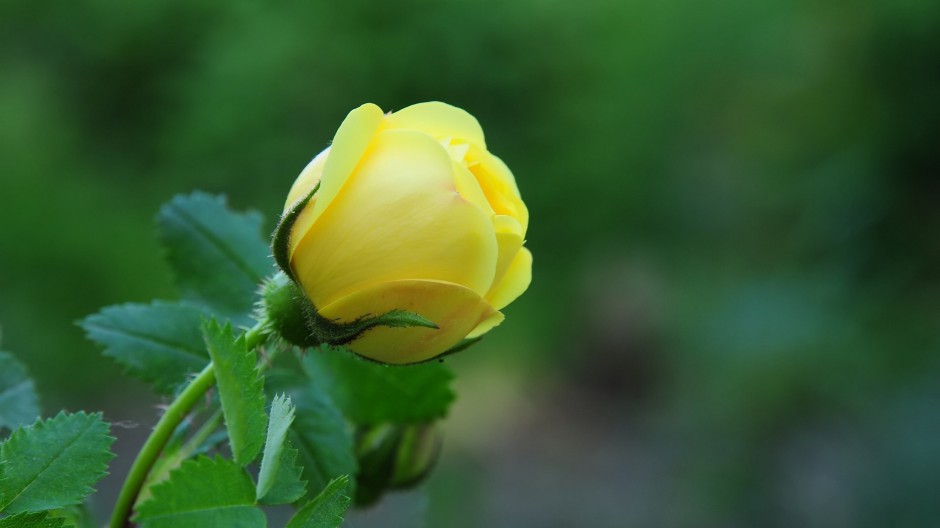 浪漫黄玫瑰清新雨后美景图片
