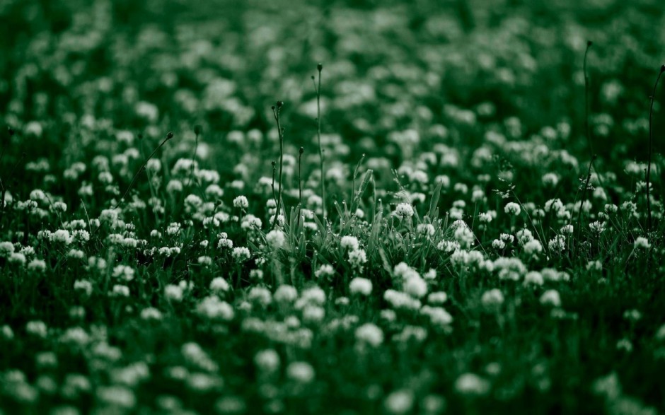 三叶草绿色护眼无水印壁纸