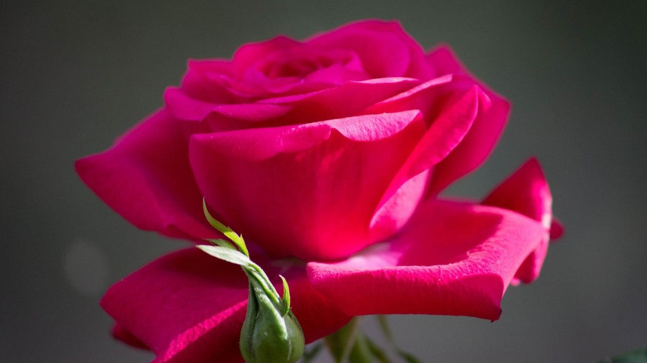 娇艳玫瑰花浪漫你的桌面