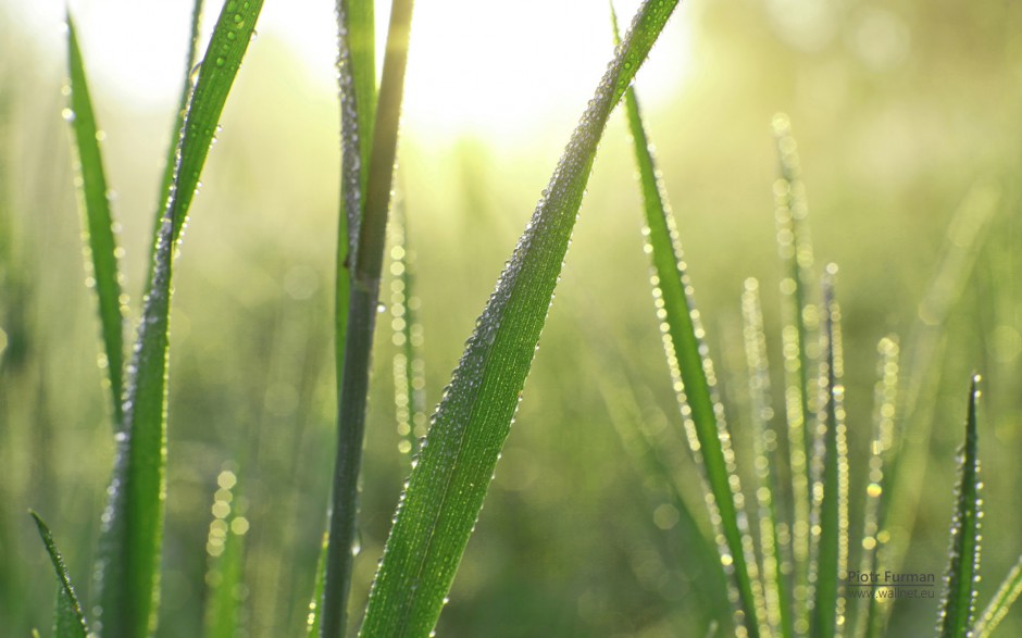 清新雨滴梦幻田野绿色风景高清壁纸