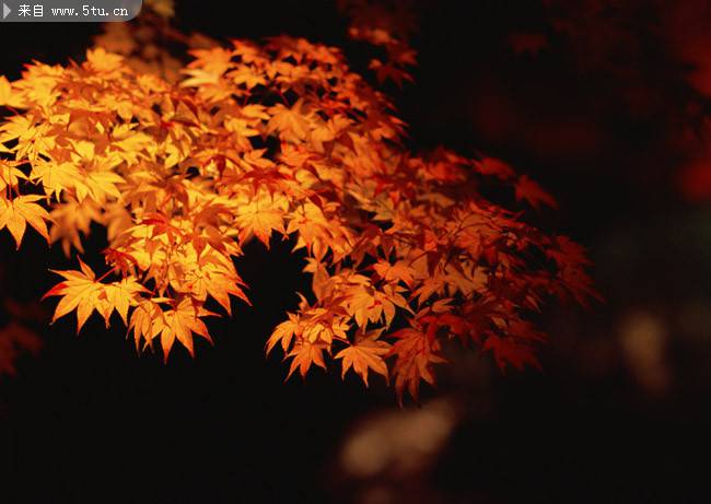 秋日金黄色的枫叶摄影图片