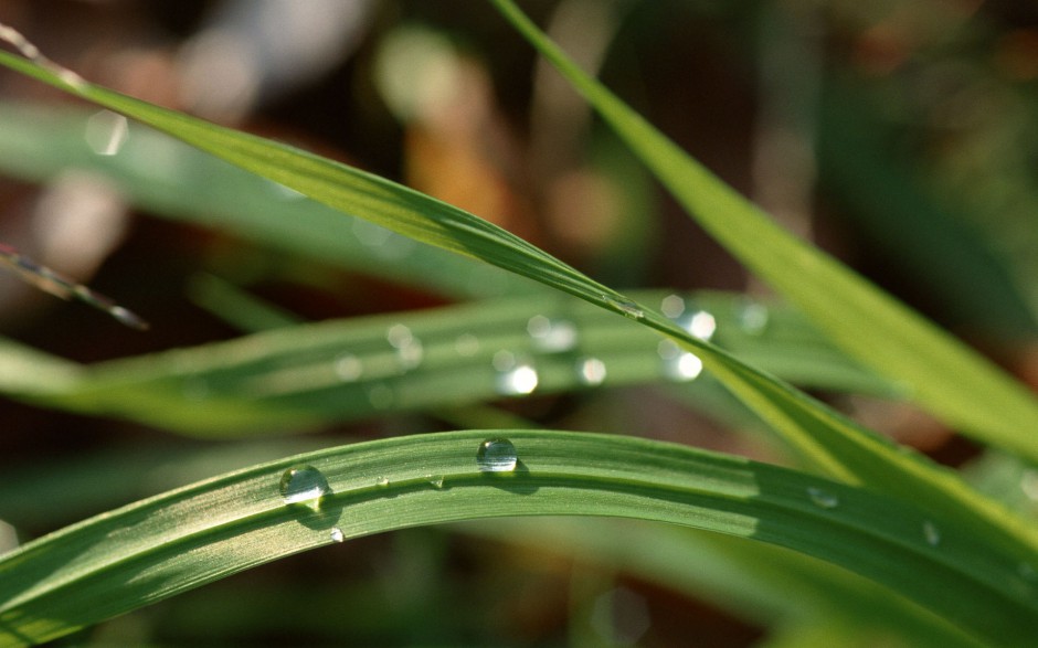 清新雨滴梦幻田野绿色风景高清壁纸