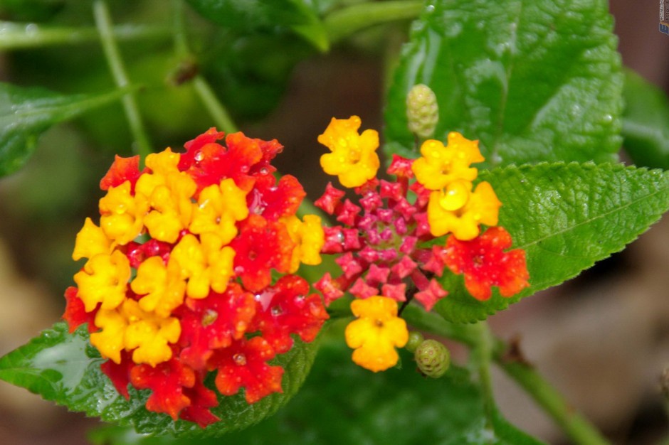 五色梅花娇艳绽放唯美风景美图