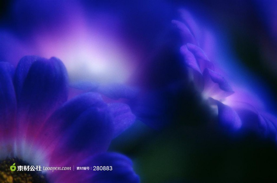 紫色的花背景图片素材