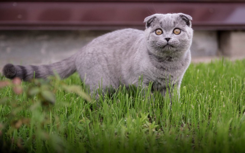 呆萌傲娇的苏格兰折耳猫可爱壁纸精选