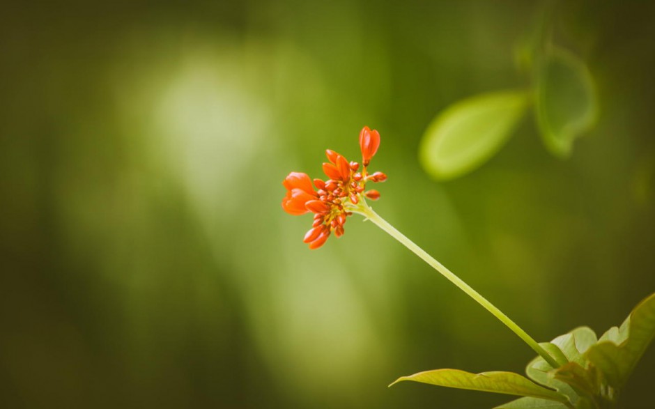 桃花小清新植物花卉桌面壁纸