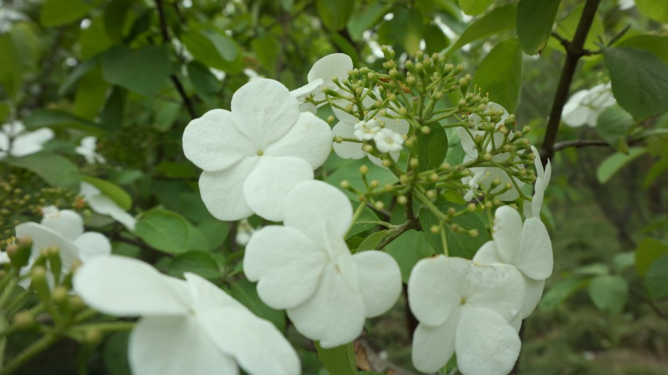 纯白琼花唯美清新春日风景图