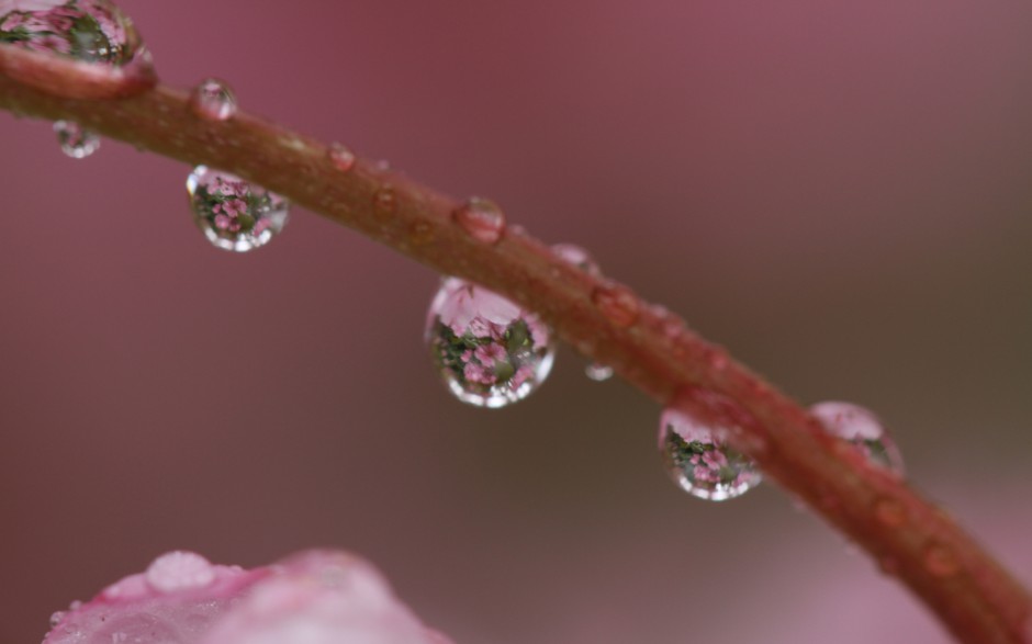 清晨雨后浪漫花卉水珠梦幻美景