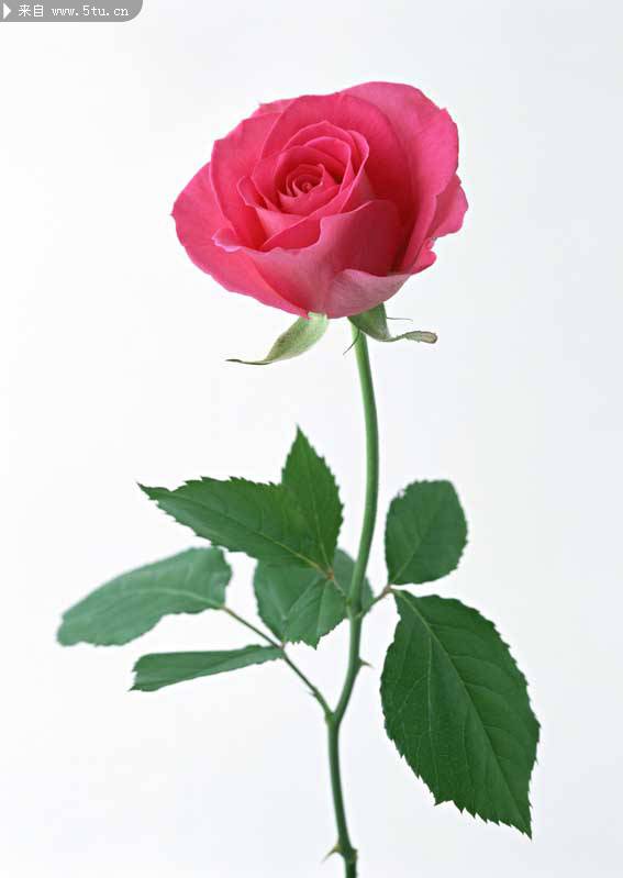 粉红玫瑰花浪漫唯美图片