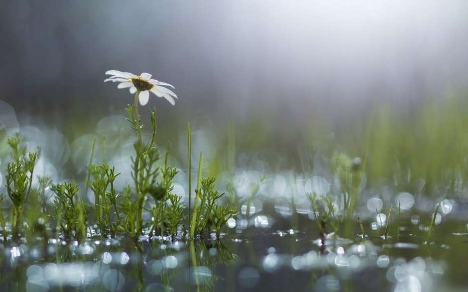 雨中浪漫唯美鲜花梦幻美景