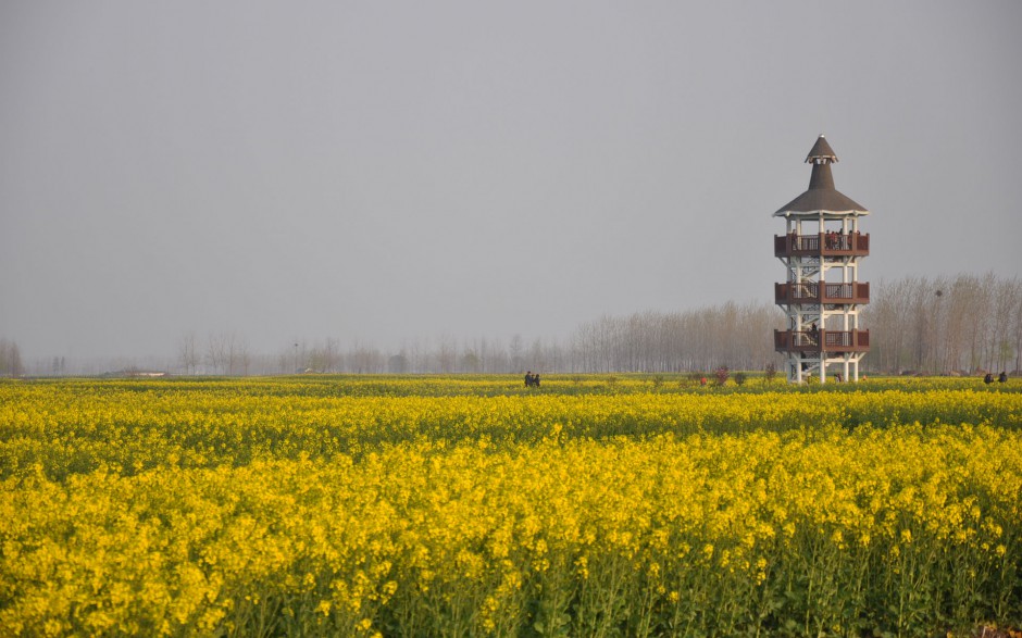 油菜花花田浪漫风景高清精美图集