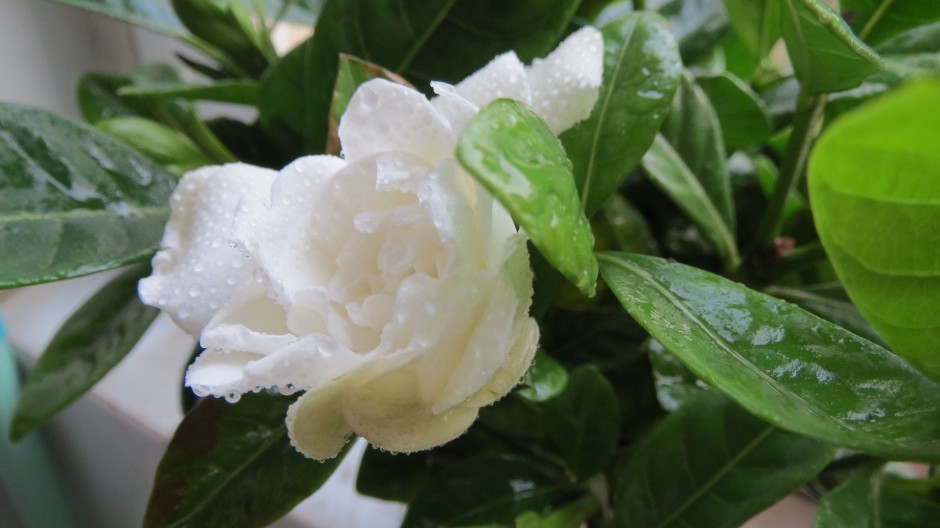 纯白栀子花浪漫花语壁纸