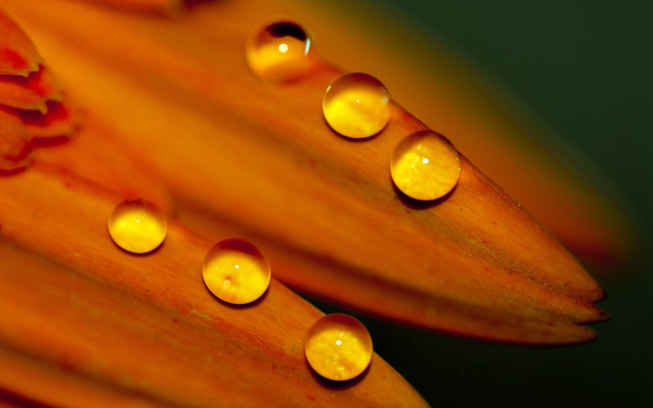 简约雨后清新花卉露珠精美个性壁纸