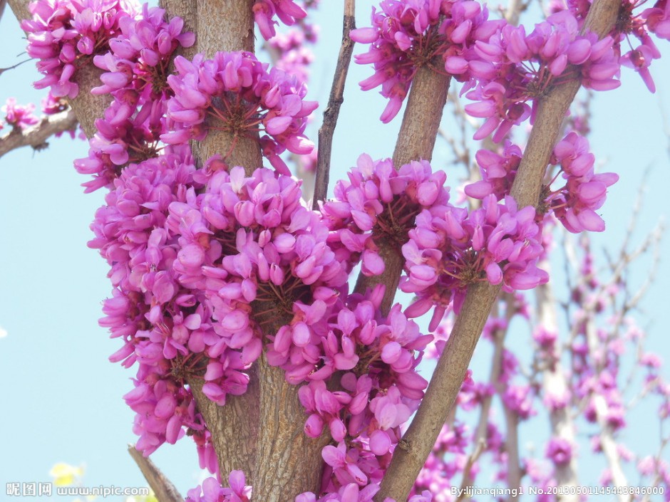 香港紫荆花图片十分美丽