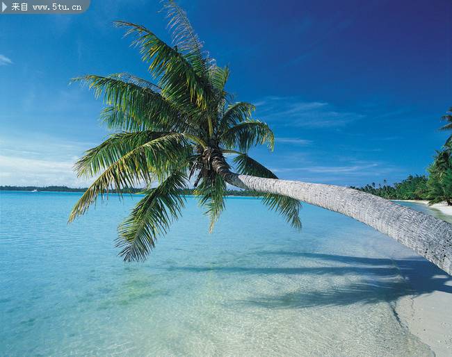 海边斜着的椰林摄影图片