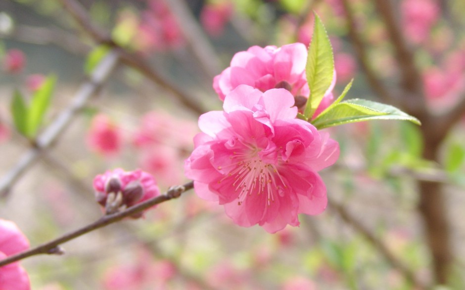 三月桃花浪漫唯美春日风景壁纸