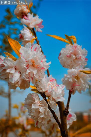 白色樱花图片素材春天鲜花特写