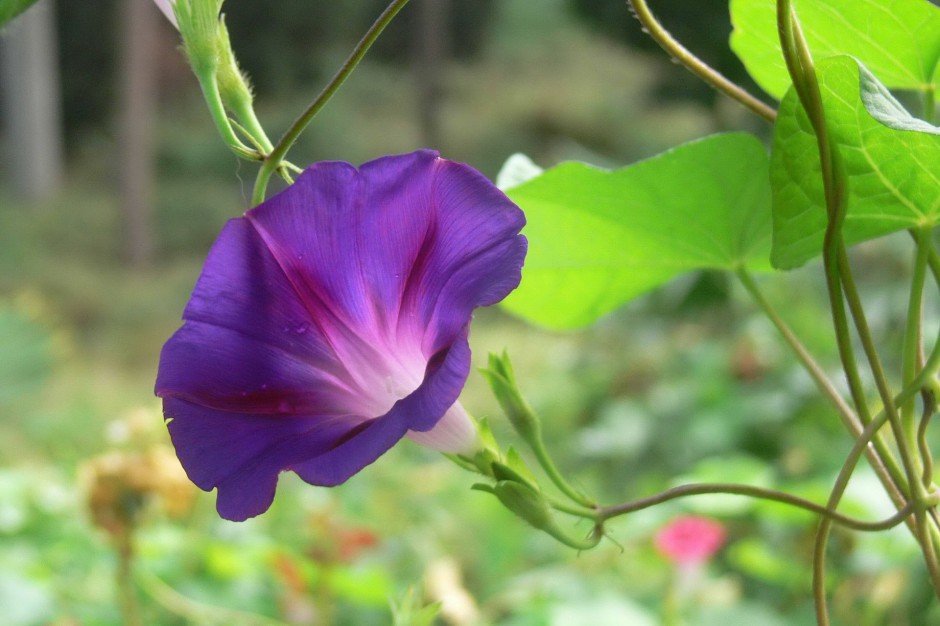 紫色牵牛花浪漫春日风景壁纸