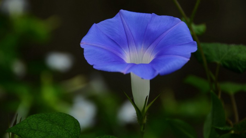 紫色牵牛花清晨绽放美景图