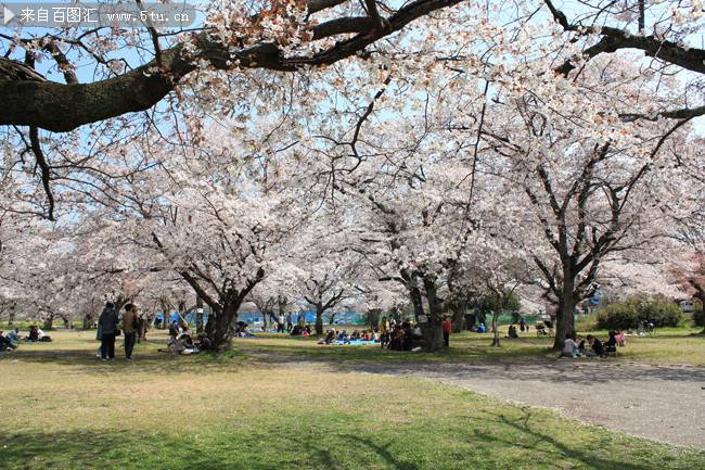 花团锦簇的樱花景观图片