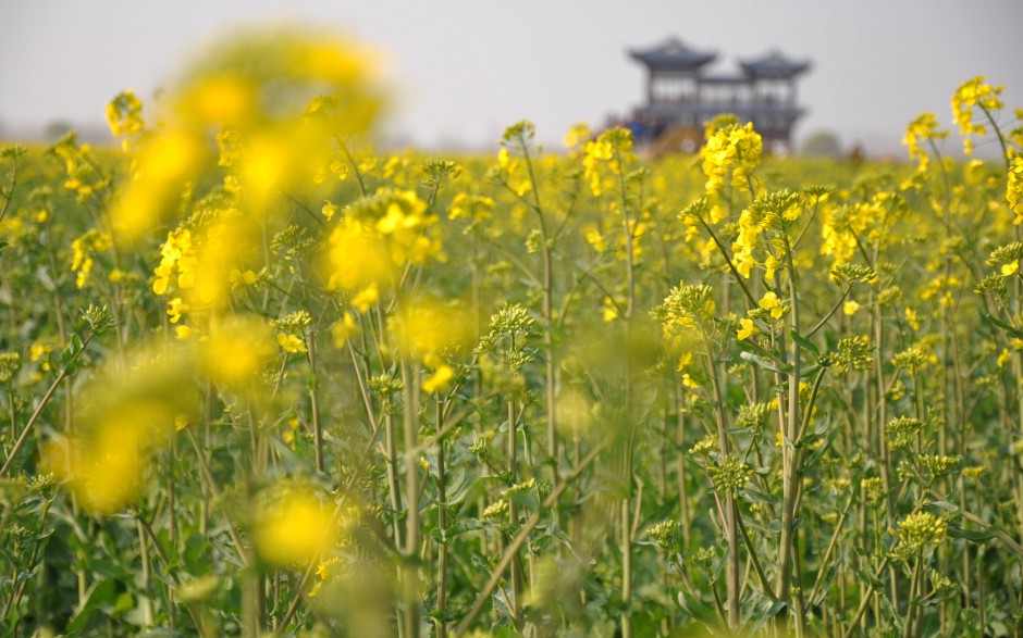 油菜花花田浪漫风景高清精美图集