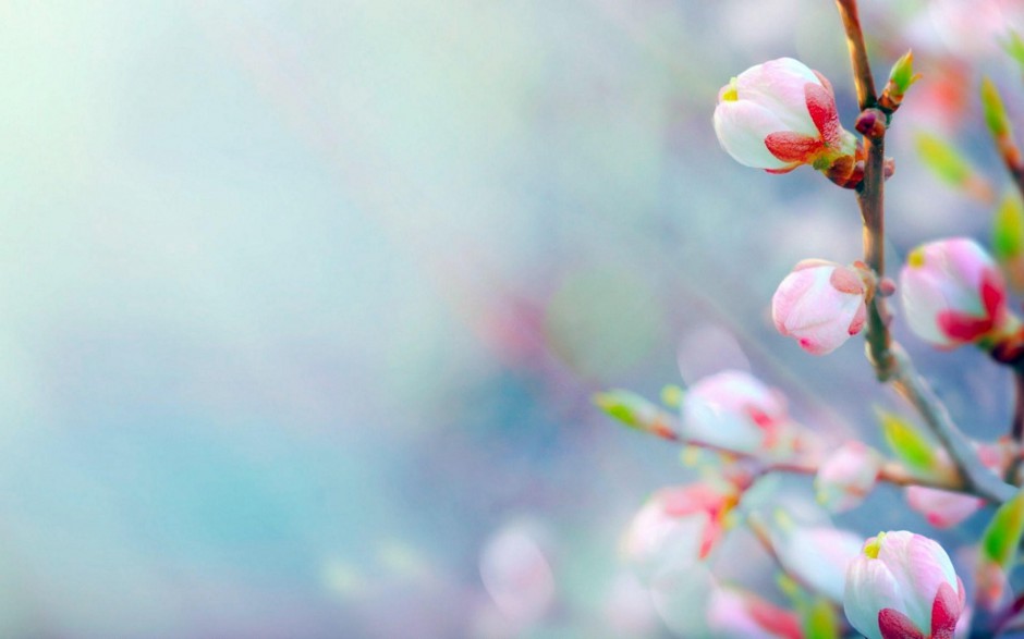 春天美丽的桃花盛开唯美高清壁纸