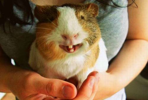 萌宠图片 爱笑的一群小可爱