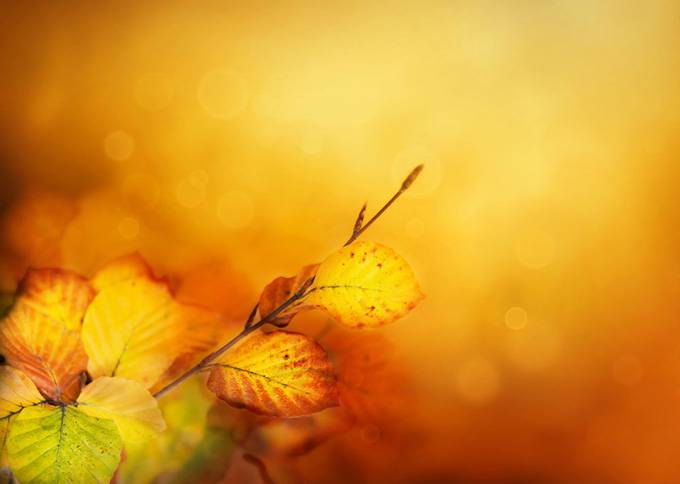 秋天的树叶唯美图片素材