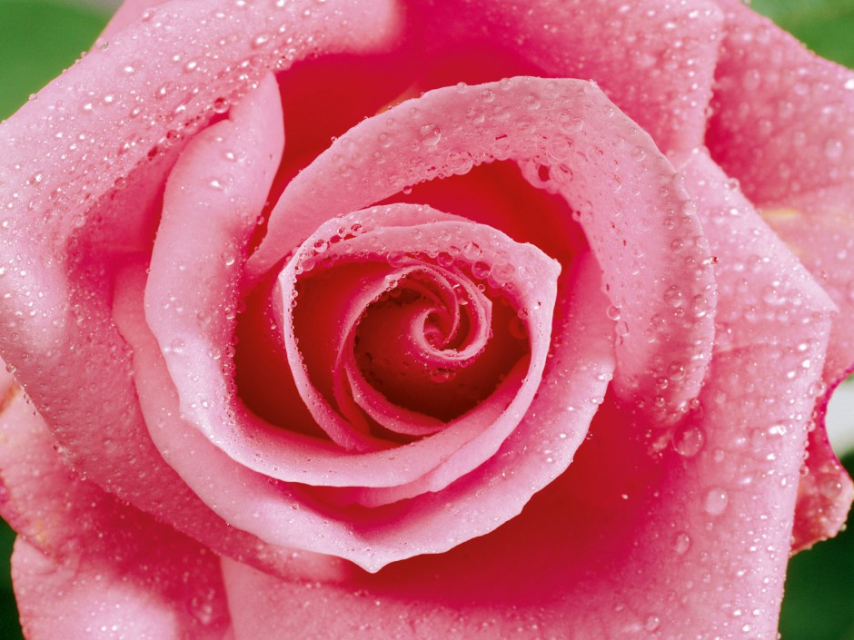 色彩艳丽的玫瑰花高清晰大图