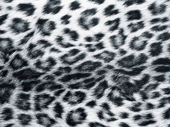 黑白色豹纹野性精美背景图片
