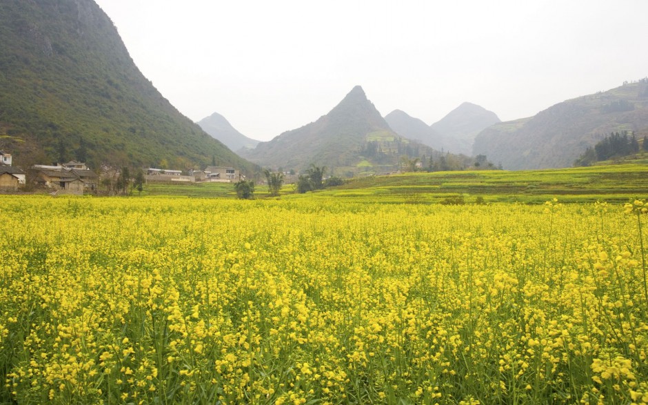 金黄金黄油菜花高清桌面壁纸